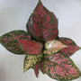 Ruby Chinese Evergreen displaying upright clumping growth and compact colorful foliage in an indoor container
