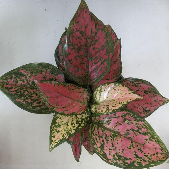 Ruby Chinese Evergreen displaying upright clumping growth and compact colorful foliage in an indoor container