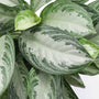 Aglaonema Silver Bay silver and green leaves