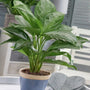 Silver Bay Aglaonema adds a tropical feel indoors