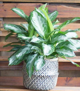 Aglaonema Silver Bay