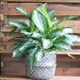 Aglaonema Silver Bay in a colorful pot