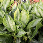 group of silver bay chinese evergreen plants with large foliage
