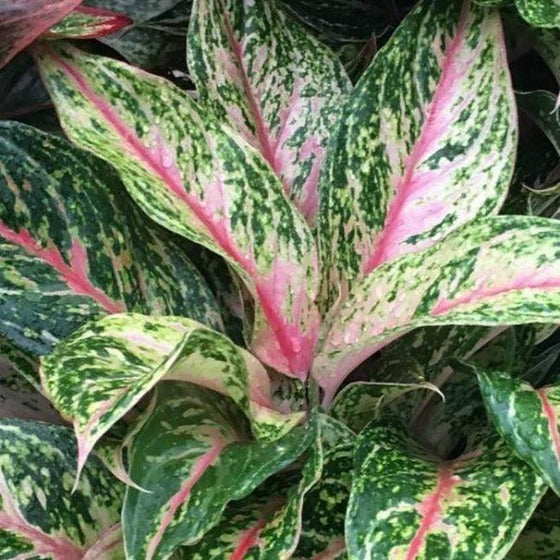 Close-up of the colorful; leaves of Sparkling Sarah Aglaonema