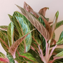 Aglaonema Sparkling Sarah Chinese Evergreen tropical house plant with pink and green variegated foliage