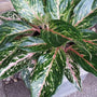 Aglaonema Sparkling Sarah Chinese Evergreen house plant with green and pink variegated leaves
