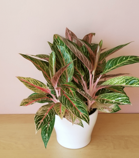 aglaonema pink cherry Aglaonema Cherry Pink Plants for Sale