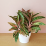 Sparkling Sarah Aglaonema houseplant in a modern pot on a tabletop, showing full bushy foliage with speckled pink and green leaves in bright indirect indoor light.