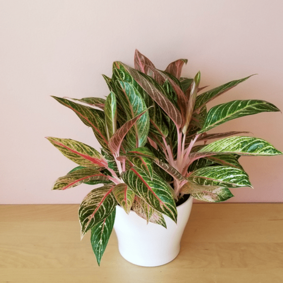 aglaonema growth rate Sparkling Sarah Aglaonema Plant