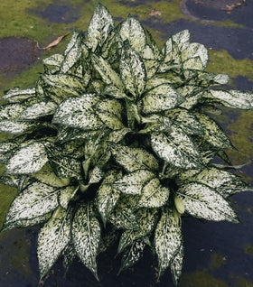 Aglaonema Spring Snow
