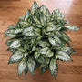 Spring Snow Chinese Evergreen in a decorative indoor planter near filtered window light, showing white-speckled foliage in a modern room