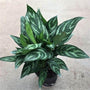 Aglaonema Tigress Beautiful striped foliage