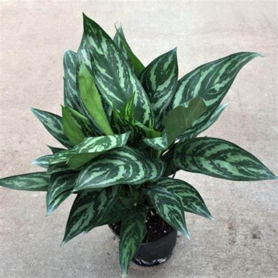 Aglaonema Tigress Beautiful striped foliage