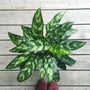 Tigress Chinese Evergreens beautiful striped foliage