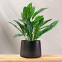 Aglaonema Tigress in matte black pot