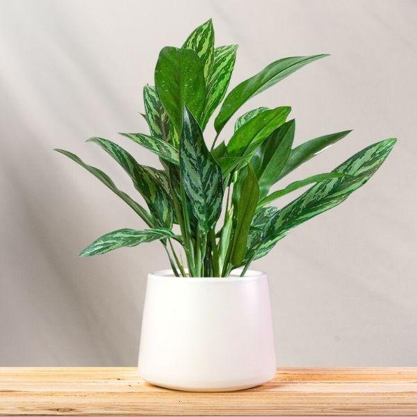 aglaonema tigress yellow leaves Aglaonema ‘Tigress’ (Tigress Chinese Evergreen)