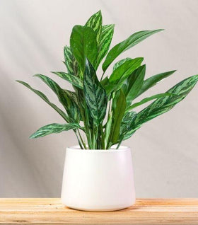 Aglaonema Tigress