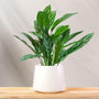 Aglaonema Tigress in matte white pot