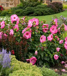 Airbrush Effect Hardy Hibiscus