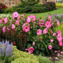 Airbrush Effect Hardy Hibiscus with huge pink-and-white flowers and dark red centers blooming in a sunny garden