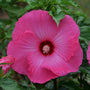 Close-up of Hibiscus Airbrush Effect bloom showing airbrushed pink, white, and red flower pattern