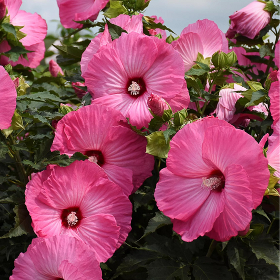 Large pink and white rose mallow flowers on compact Airbrush Effect Hardy Hibiscus