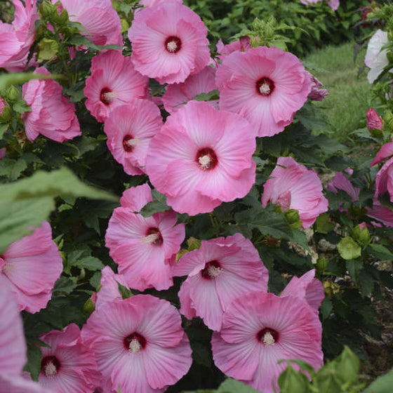 Airbrush Effect Hibiscus flower with pink petals fading to white and a dark red eye
