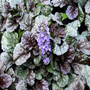 A violet colored flower blooming from a Black Scallop Ajuga