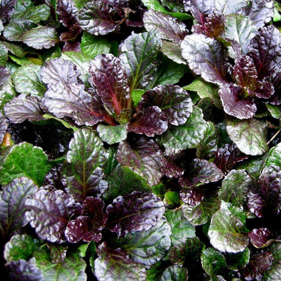 Closer look on the color change of Carpet Bugle from green to violet