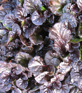 Ajuga Black Scallop