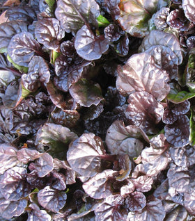 Ajuga Black Scallop