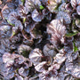 Black scallop Ajuga with full purple foliage's and less green