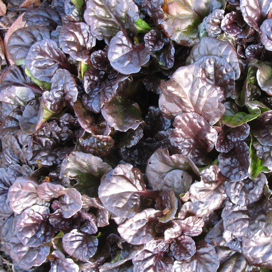 Buy Ajuga Black Scallop Groundcover Online | Garden Goods Direct