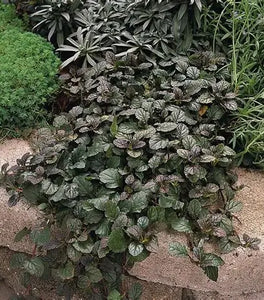 Ajuga Bronze Beauty