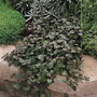 Ajuga Bronze Beauty ground cover with bronze foliage and blue spring flowers spreading in a shaded garden bed