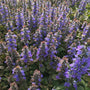 Bronze Beauty Bugleweed planted under shrubs as a dense low-maintenance ground cover