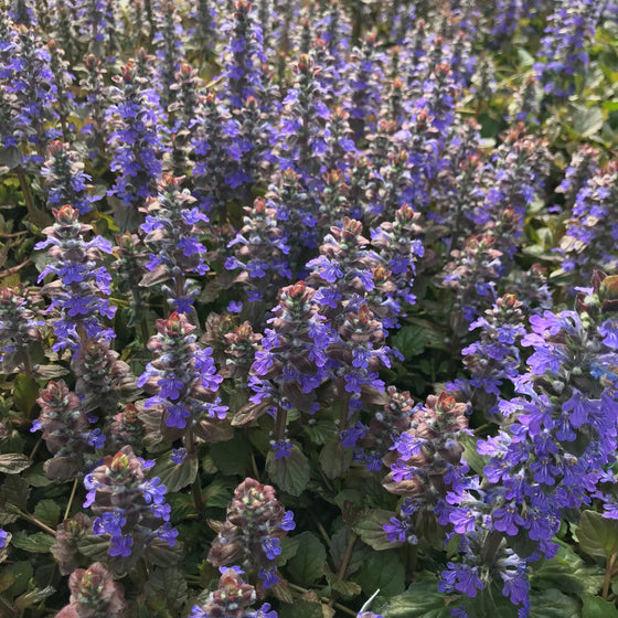 Bronze Beauty Bugleweed planted under shrubs as a dense low-maintenance ground cover