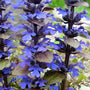 Bronze Beauty Ajuga reptans purple flowers