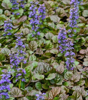 Ajuga Bronze Beauty
