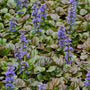 Bugleherb bronze beauty in bloom with purple flower spikes