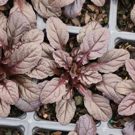 Bronze Beauty Carpet Bugle groundcover with bronze and dark green foliage