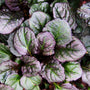 purple and green foliage on ajuga catlins giant
