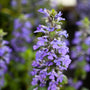 dense purple flower clusters on ajuga catlins giant ground cover