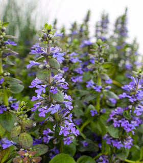 Ajuga Catlin's Giant