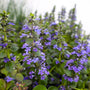 ajuga catlins giant ground cover perennial with purple flower clusters
