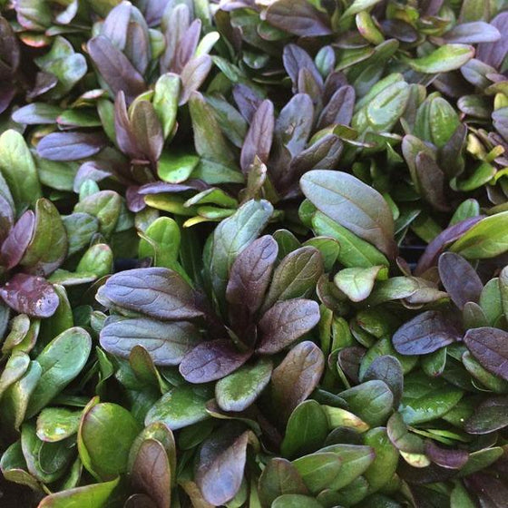 Chocolate Chip Ajuga groundcover for sale at Garden Goods Direct