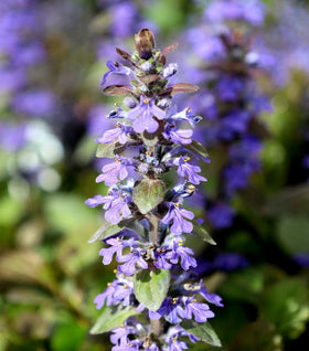 Ajuga Chocolate Chip