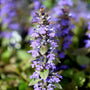 purple blooms on ajuga chocolate chip
