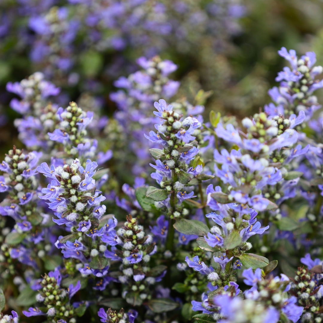 Ajuga Chocolate Chip