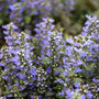 Ajuga reptans Chocolate Chip Bugleweed in Spring bloom